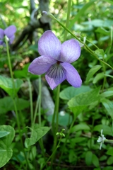 Viola howellii