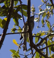 Setophaga coronata