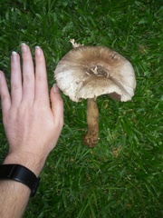 Basidiomycota