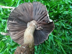 Basidiomycota
