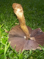 Basidiomycota