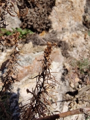 Artemisia umbelliformis