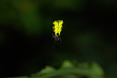 Micrathena decorata