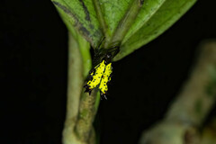 Micrathena decorata