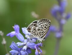 Leptotes pirithous