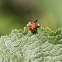 Apoderus coryli
