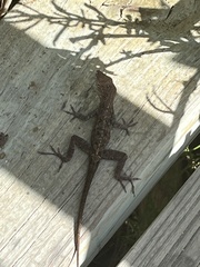 Anolis cristatellus