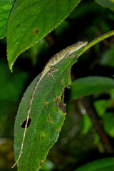 Anolis tolimensis