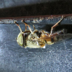 Eristalinus