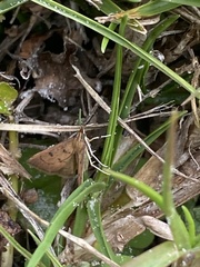 Pyraustinae