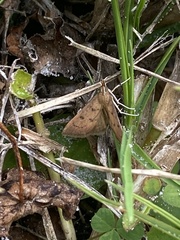 Pyraustinae