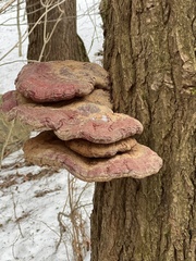 Ganoderma tsugae