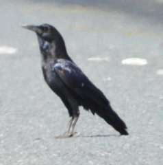 Corvus capensis