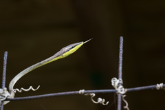 Oxybelis rutherfordi