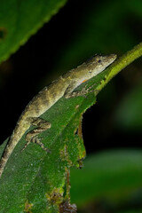 Anolis tolimensis