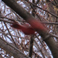 Cardinalis cardinalis