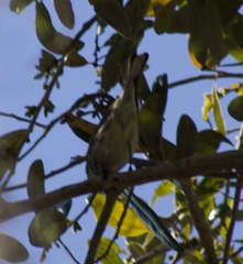 Setophaga coronata