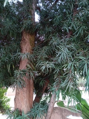 Podocarpus henkelii