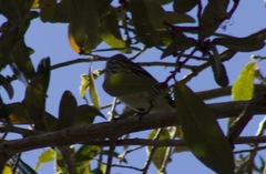 Setophaga coronata