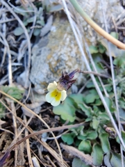 Viola arvensis