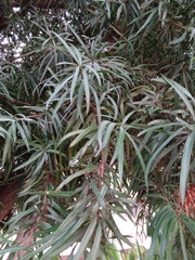 Podocarpus henkelii