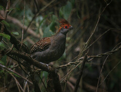 Odontophorus capueira