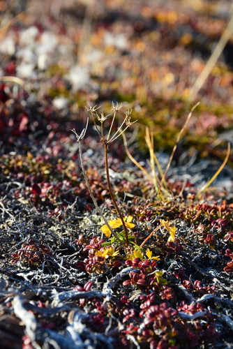 Image of Podistera macounii by no rights reserved