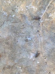 Papillifera papillaris