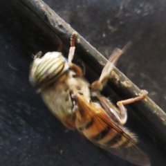 Eristalinus
