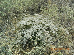 Goniolimon tataricum