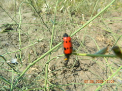 Mylabris quadripunctata