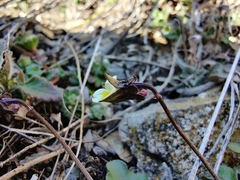 Viola arvensis