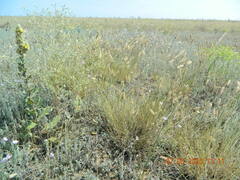 Verbascum ovalifolium