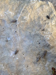 Papillifera papillaris