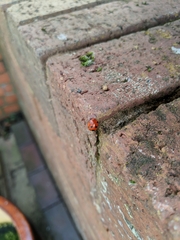 Coccinella septempunctata