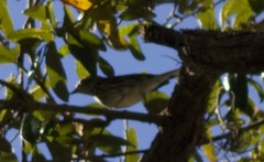 Setophaga coronata