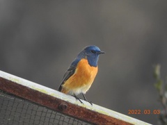 Phoenicurus frontalis