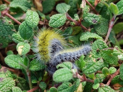 Thaumetopoea herculeana