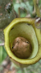 Dendropsophus columbianus