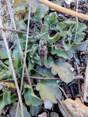 Viola arvensis