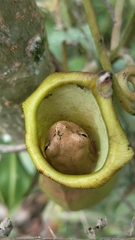 Dendropsophus columbianus