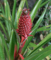 Ananas comosus bracteatus
