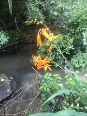 Crocosmia aurea