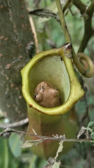 Dendropsophus columbianus