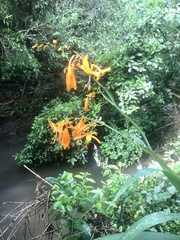 Crocosmia aurea