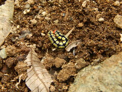 Melanchroia chephise