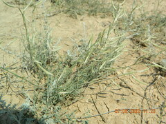 Astragalus ucrainicus