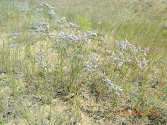 Limonium sareptanum