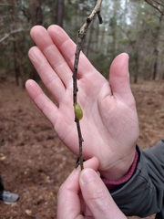 Gasteracantha cancriformis