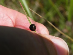 Coptosoma scutellatum